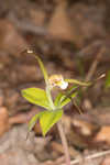 Large whorled pogonia